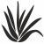 Aloes Aloes